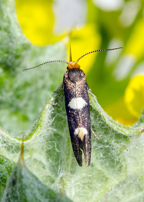 Incurvariidae - Incurvaria masculella